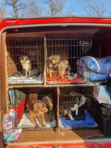 15 Tiere sind für die Reise nach Ungarn vorbereitet