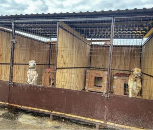 Das Tierheim in Sumy ist in einer Notlage