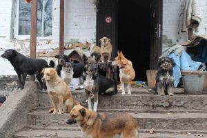 Hilfe für 350 Tiere im Tierheim BIM in Kropiwnitzkij