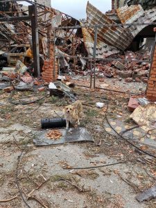 Verlassener Hund in seinem zerstörten Haus in der Region Kyiv